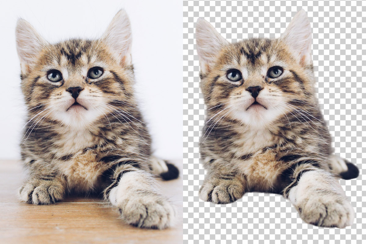 Trace удаляет фон на фото котенка