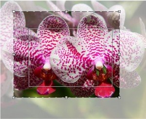 Кадрирование в Reshade Image Enlarger