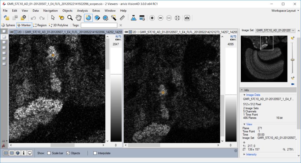 Несколько плоскостей микроскопических данных в 2D Viewer Arivis Vision4D