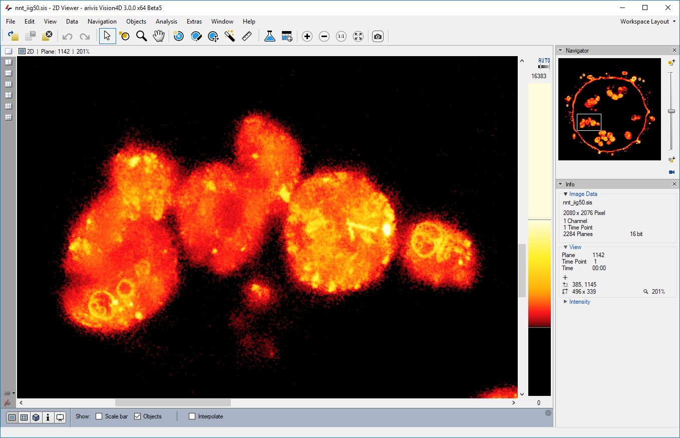 Увеличенный микроскопический срез в 2D Viewer Arivis Vision4D