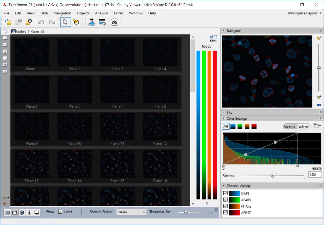 Gallery Viewer Arivis Vision4D с сеткой микроскопических полей