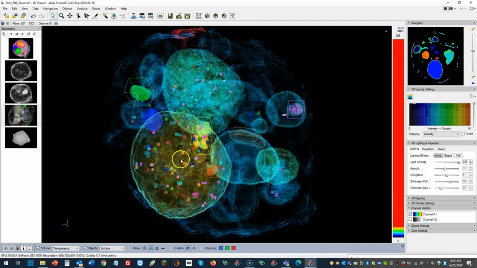 Временная объёмная сцена в 4D Viewer Arivis Vision4D