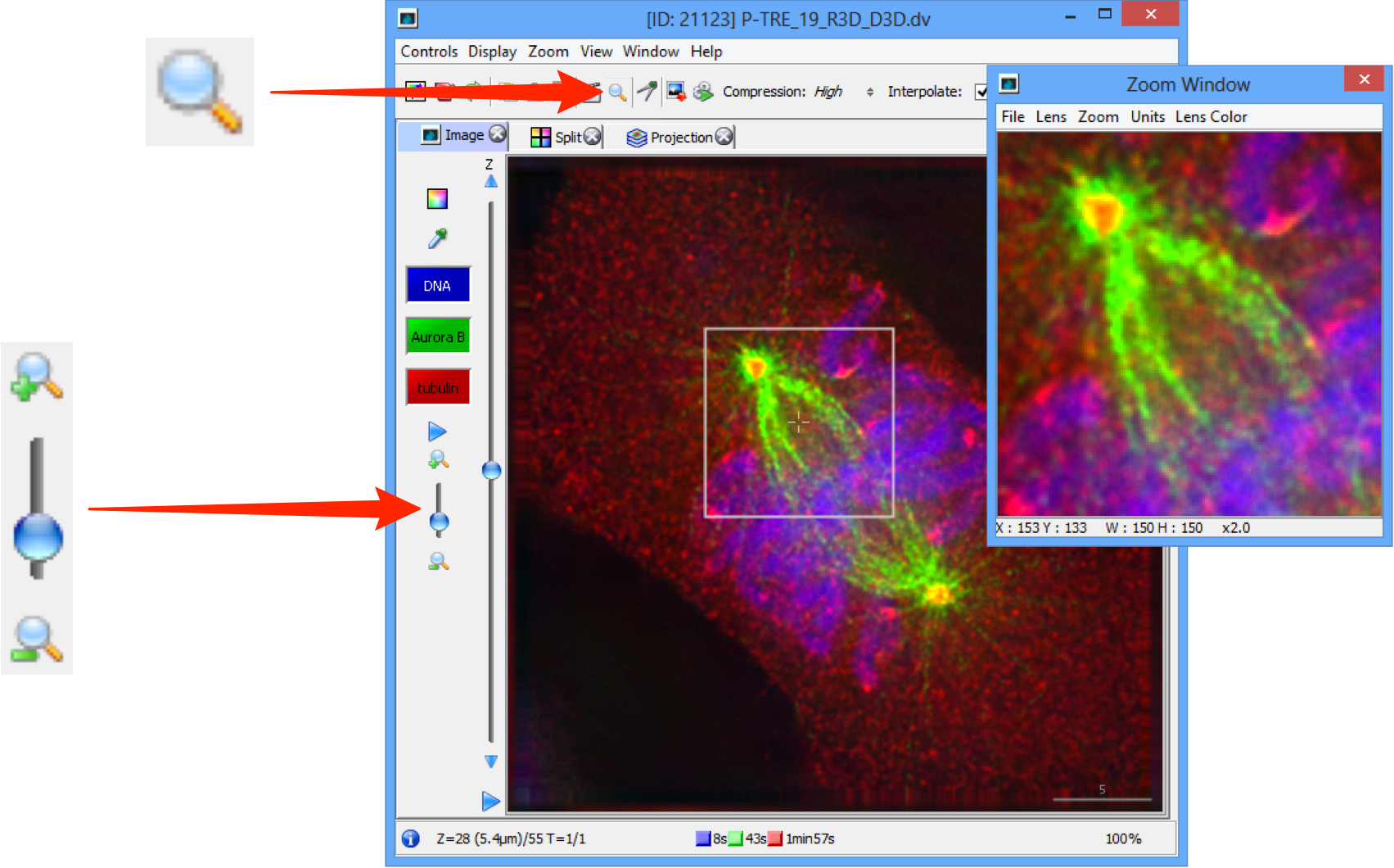 Zoom Window и увеличенная область в OMERO.insight