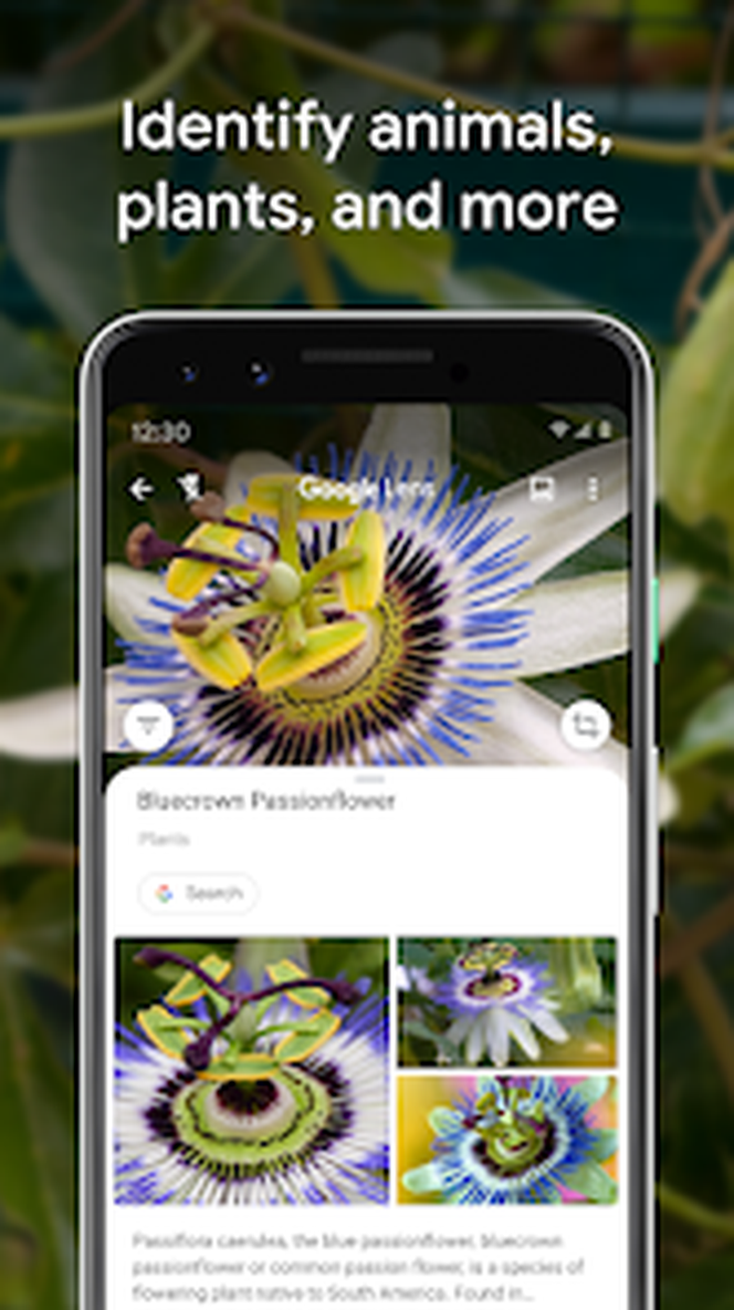 Интерфейс Google Lens: 04 identify plants