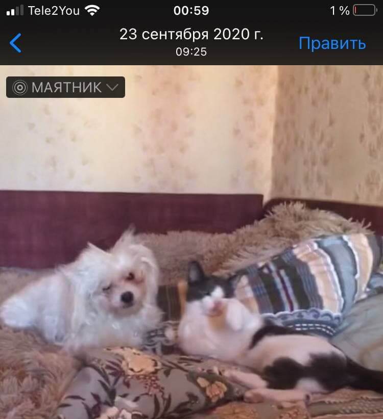 Live Photo на iPhone