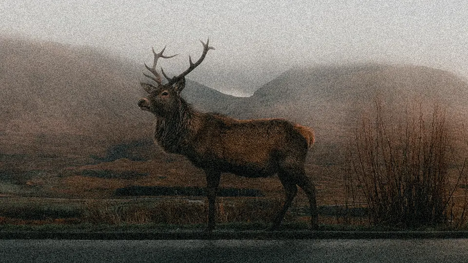 Nero AI Image Denoiser: пример до обработки