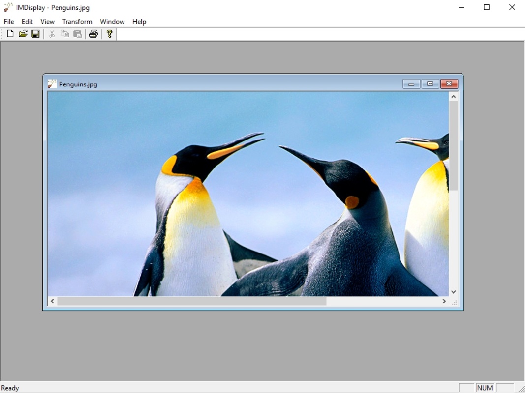 ImageMagick в окне IMDisplay для Windows